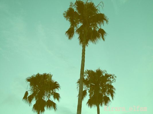 yaseapark
