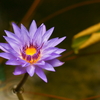 花ランプ