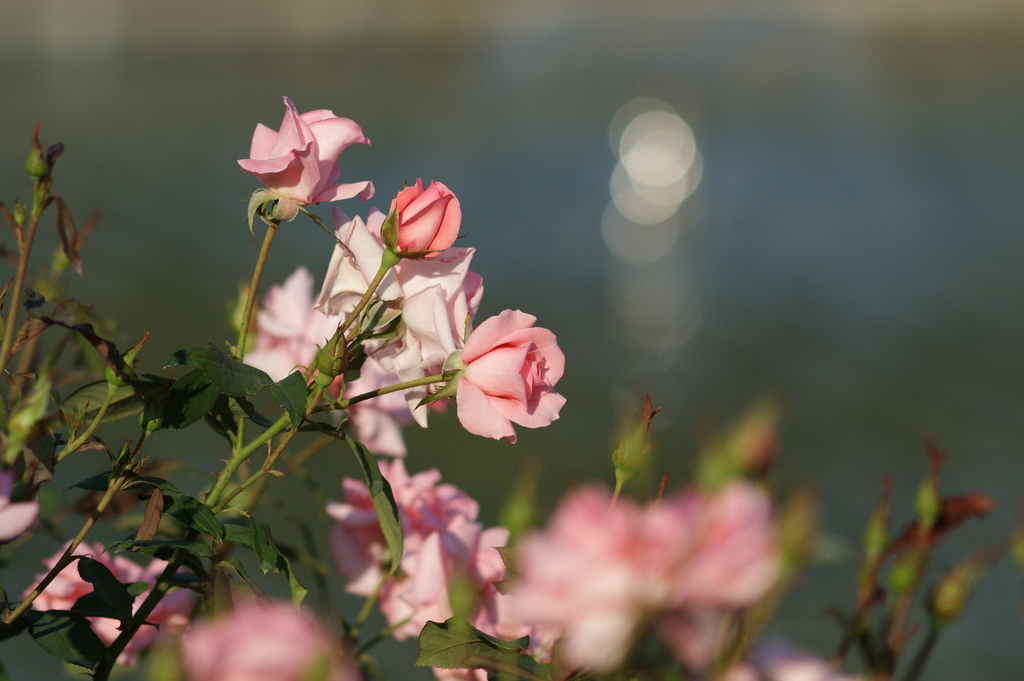 秋薔薇