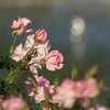 秋薔薇