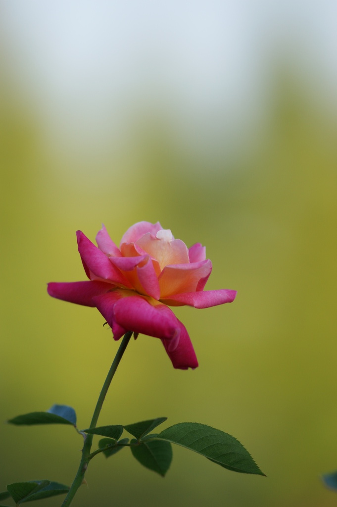 秋薔薇２