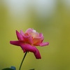 秋薔薇２