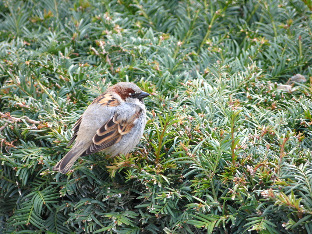 ウィーンのスズメ