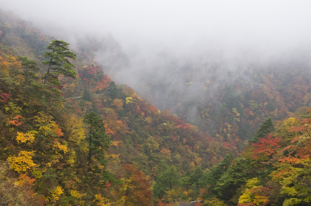 霧らふ彩り