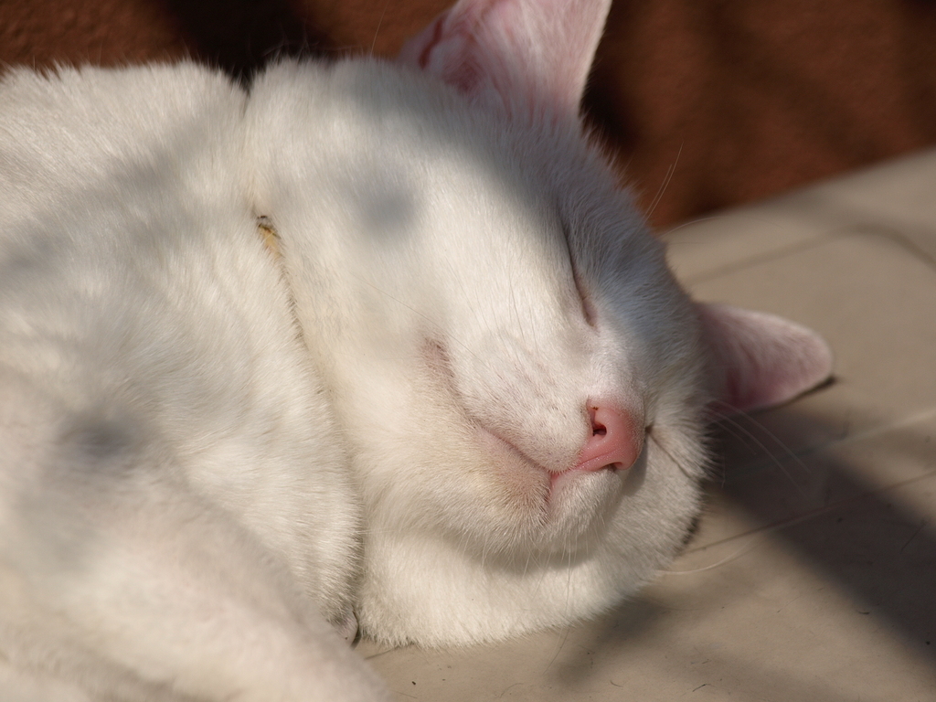 ZZZ・・・