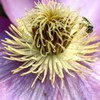 クレマチスと花粉を付けた蜂