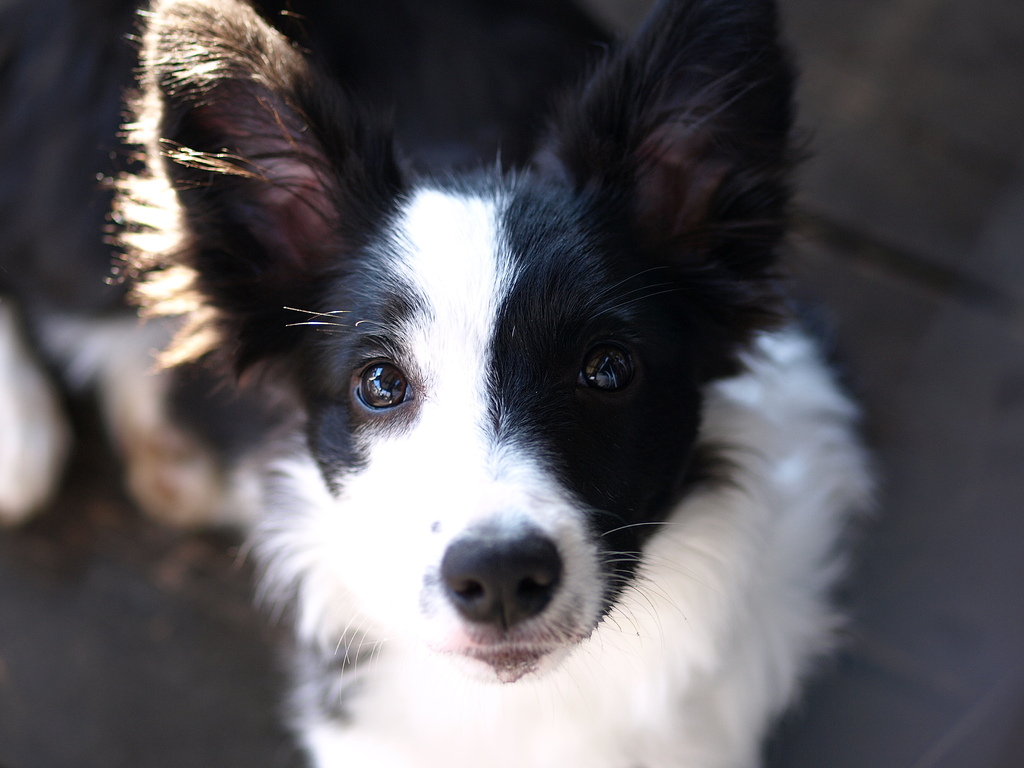 愛犬♪