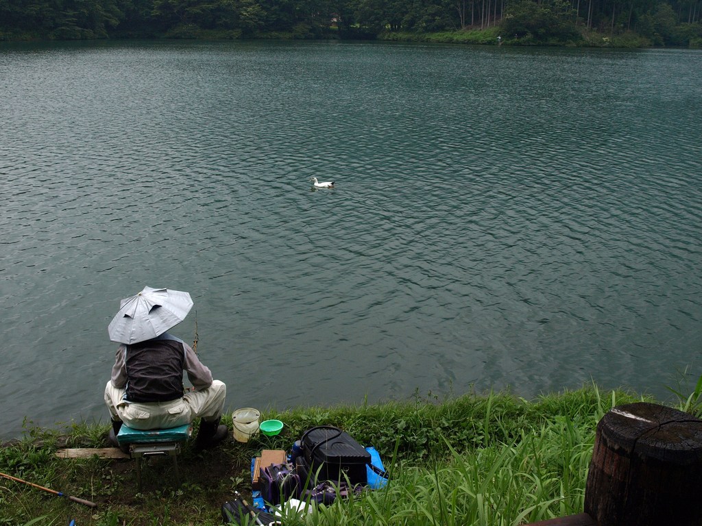 おじさんとカルガモ(？)