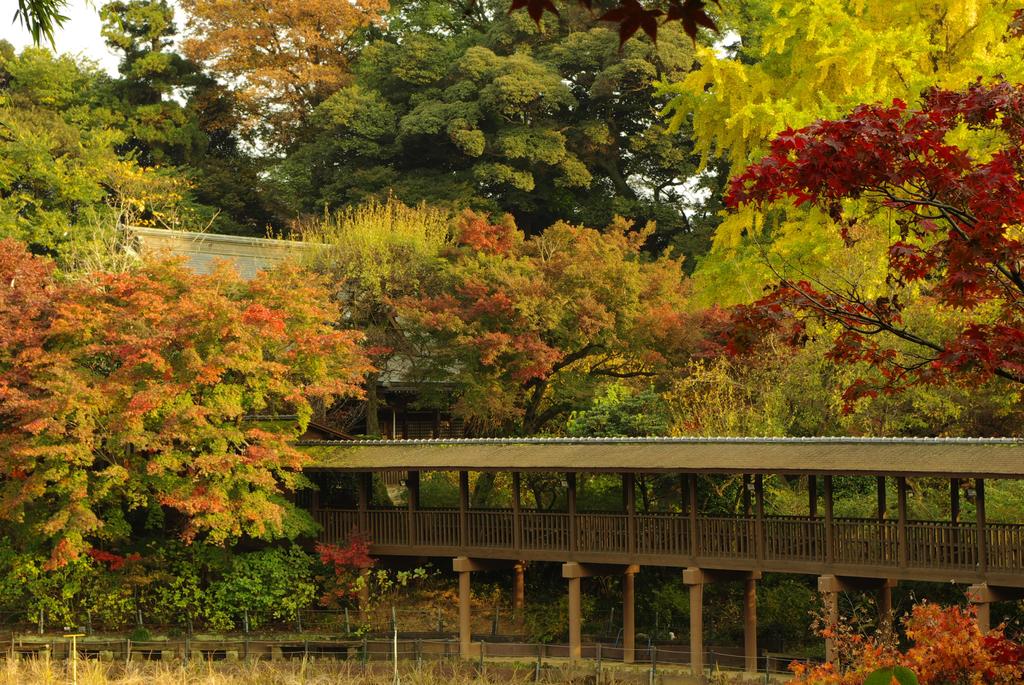 紅葉に包まれた長い廻廊
