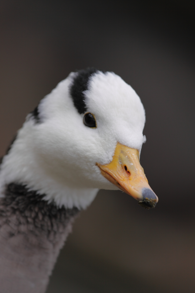 鳥さん