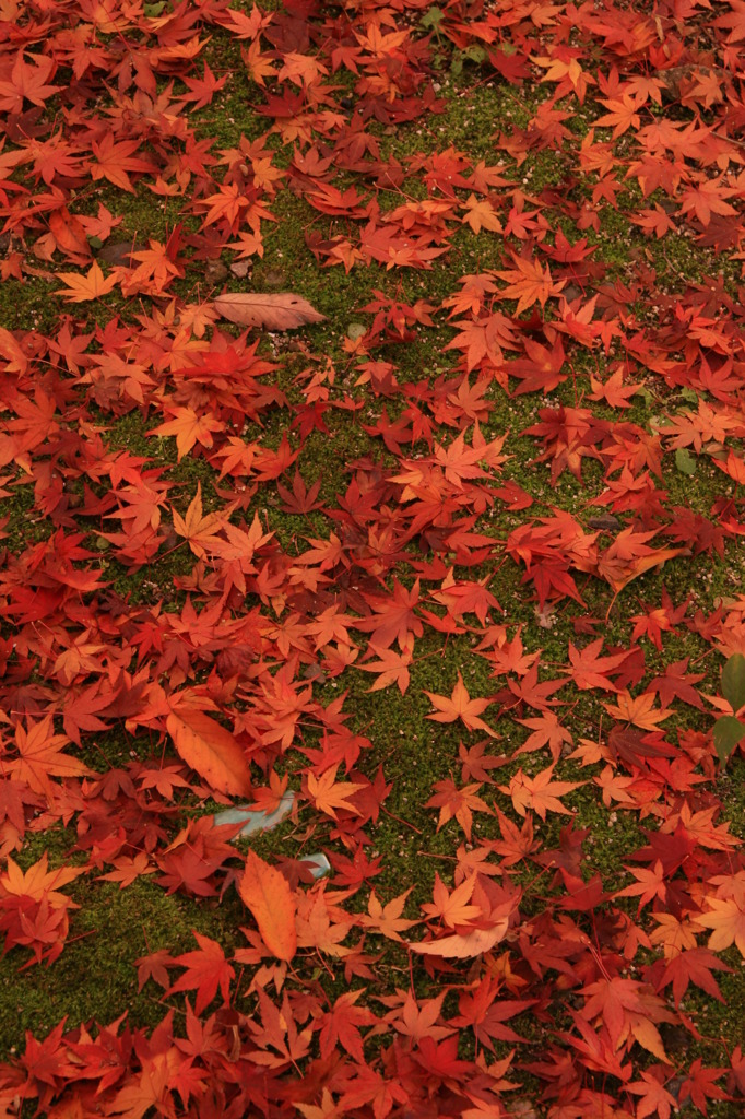 紅葉のじゅうたん