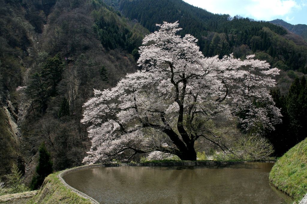 駒つなぎの桜