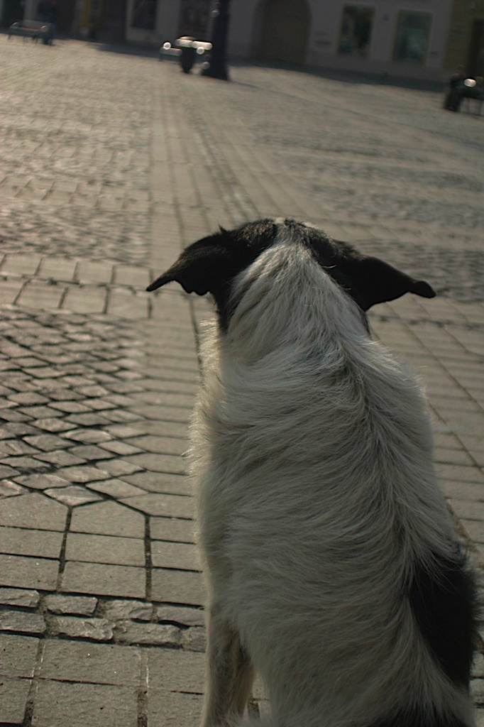 犬の背中