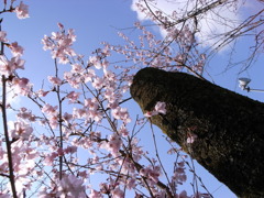 早咲きの桜を斬る