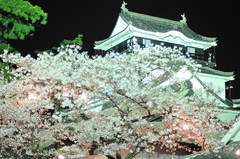 岡崎城の”夜桜” 