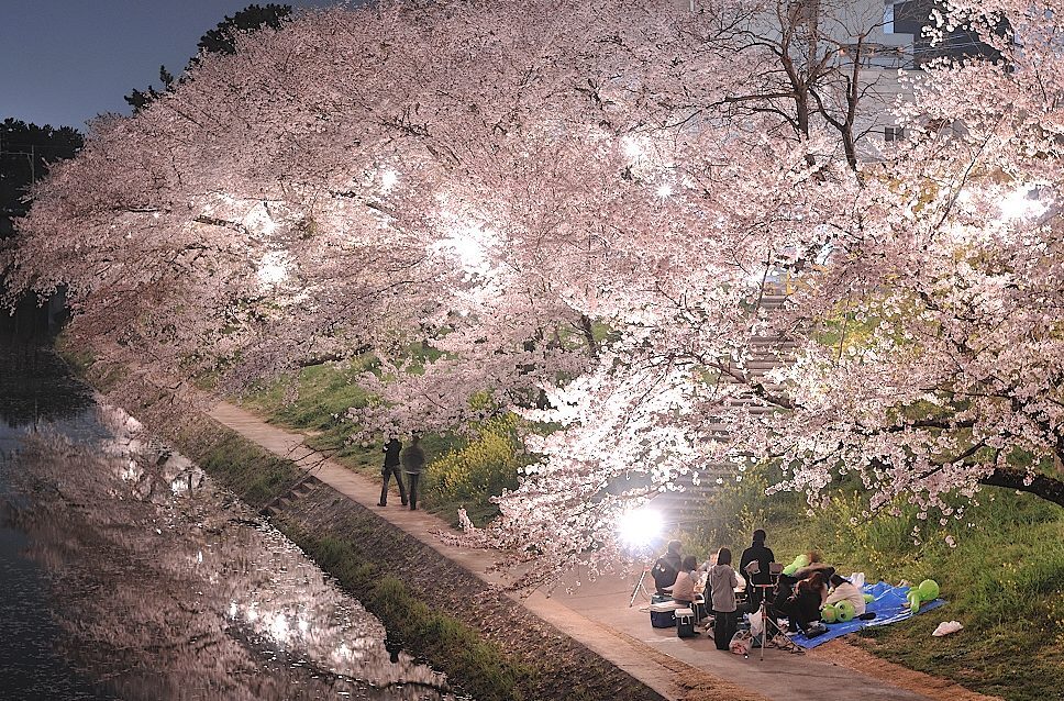 岡崎城からの夜桜