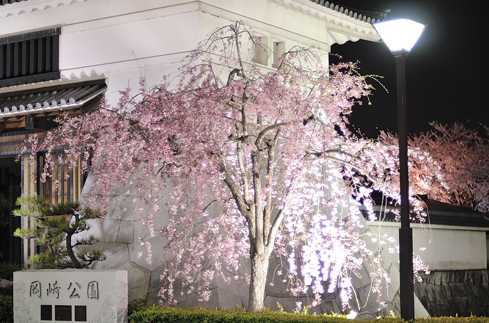 岡崎城　夜桜