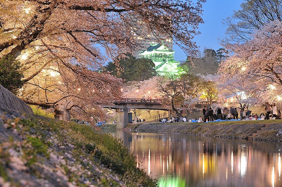 岡崎城と夜桜