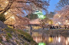 岡崎城と夜桜