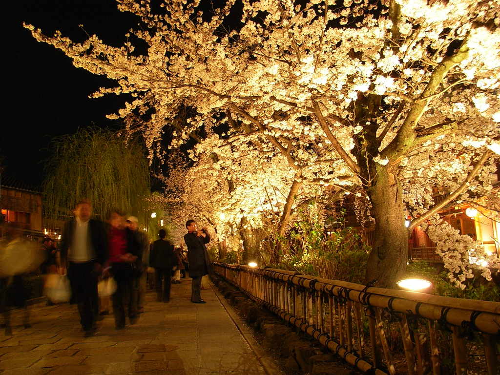 kyouto sakura 2008 2