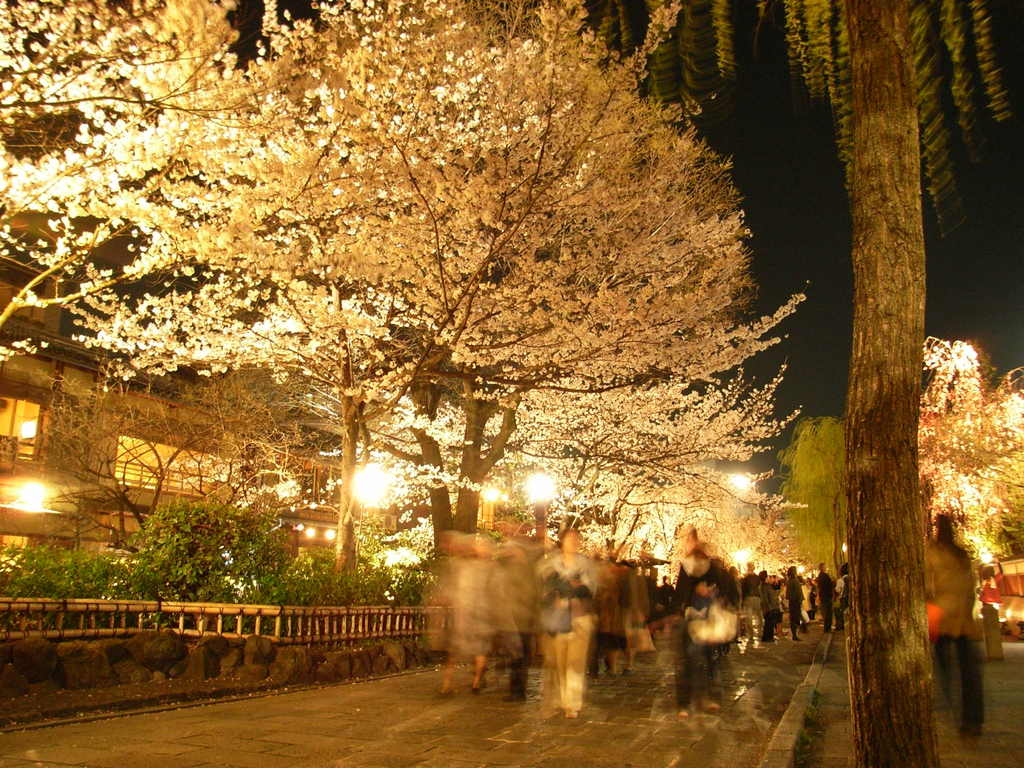 kyouto sakura 2008 1