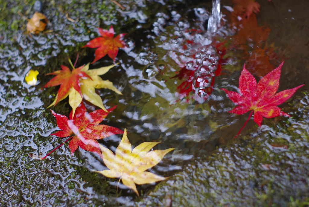 水もみじ