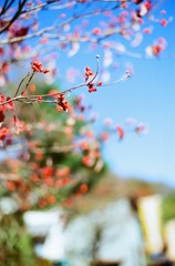 三河の奥の方のもみじまつりに行ってきた　その1