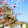 三河の奥の方のもみじまつりに行ってきた　その1