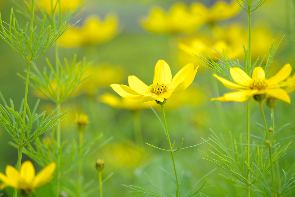 yellow