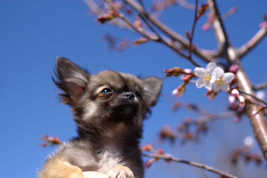 春の香り♪