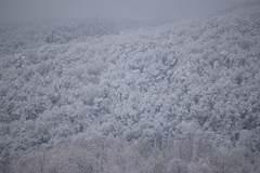 雪化粧・・・