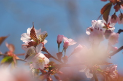 SAKURA