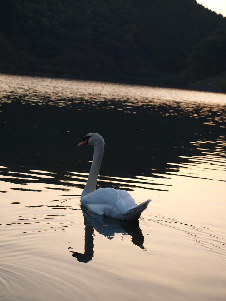 夕闇の背中