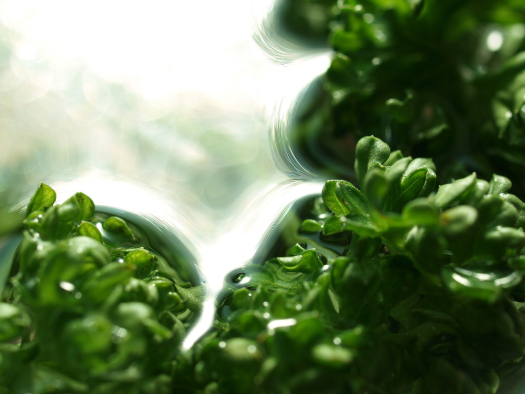 GREEN WATER