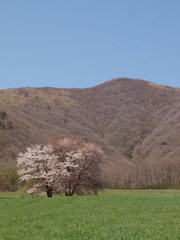 春の牧場