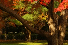 Autumn Cat