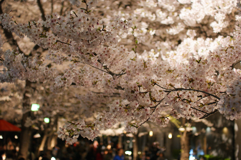 夜桜トンネル