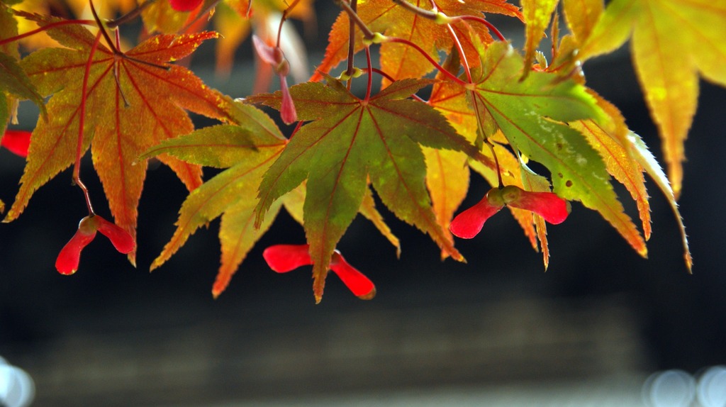 autumnal colors