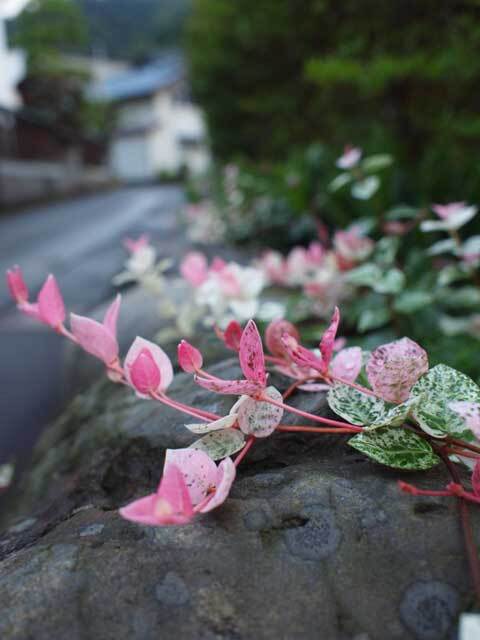 花？葉っぱ？