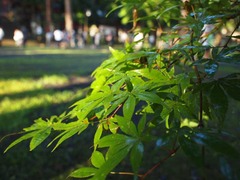 雨上がり