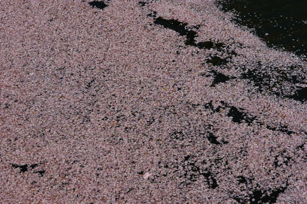 桜河
