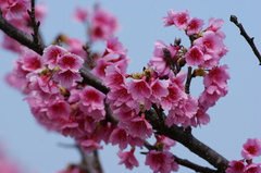 寒緋桜