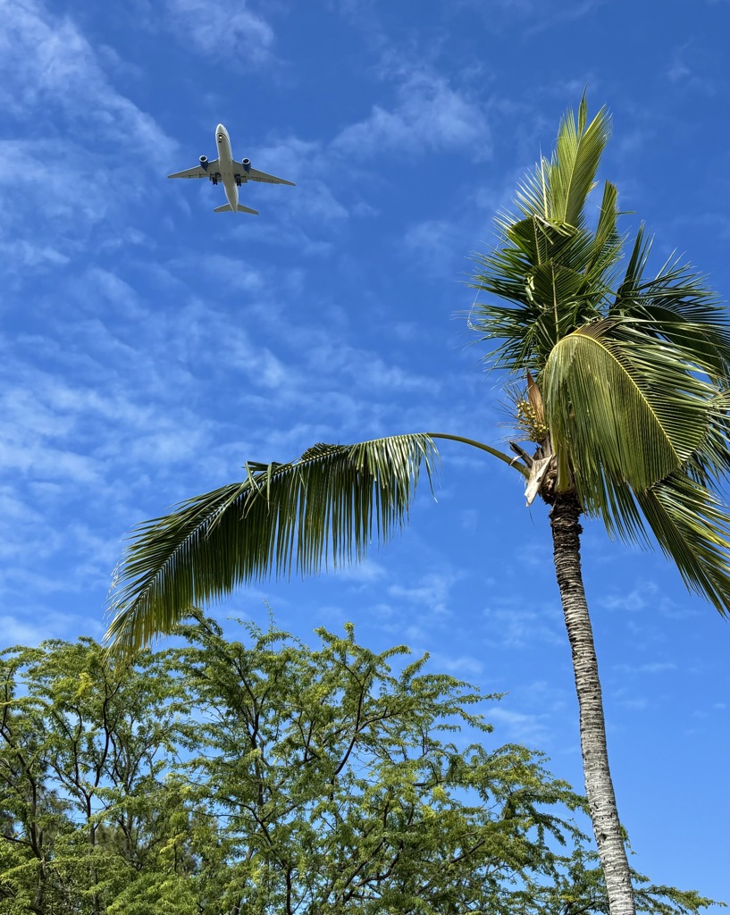 Palm tree and passenger aircraft