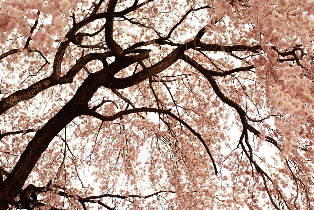 枝垂れ桜