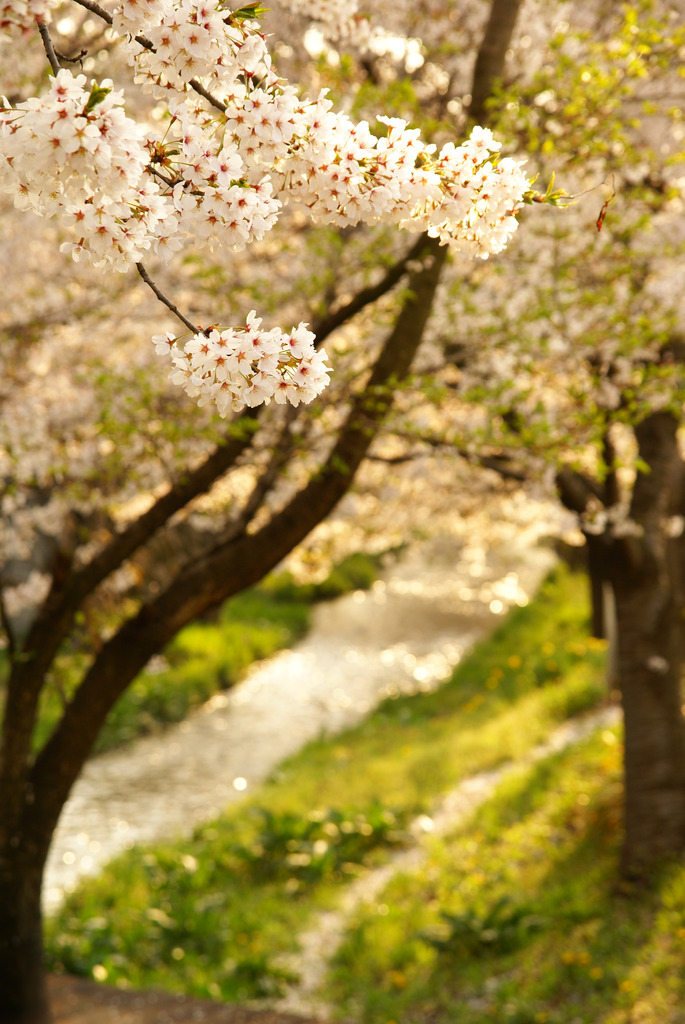 桜と小川