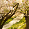 桜と小川