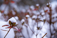 雪の花
