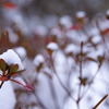 雪の花