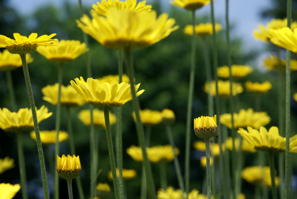 花に潜む
