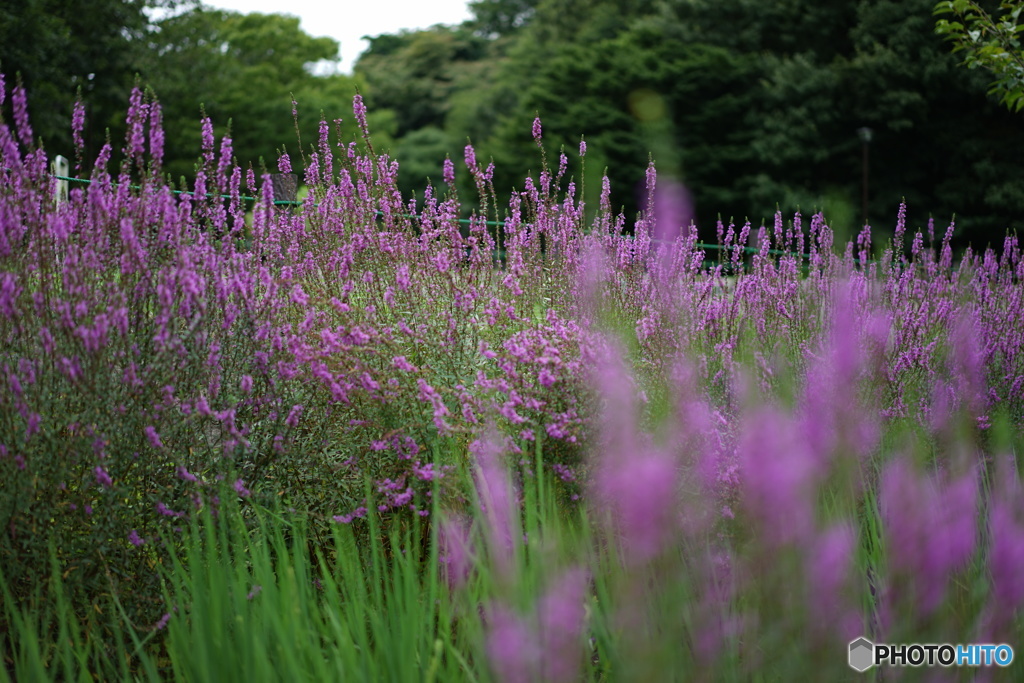 久良岐公園